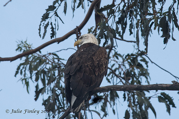 Bald Eagle in Eucalyptus tree overlooking Richardson Bay