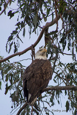 Bald Eagle watching photographer.