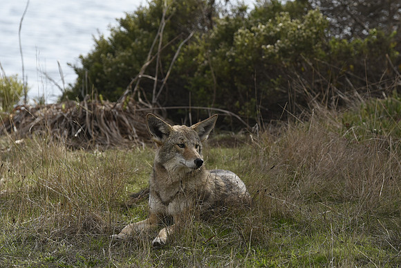 Coyote resting in the sun at GGNRA