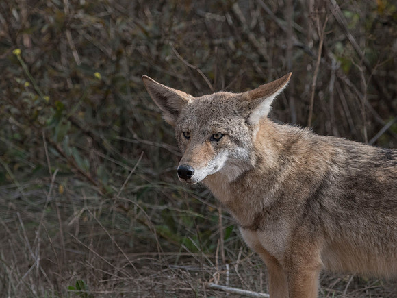 Cautious coyote at GGNRA