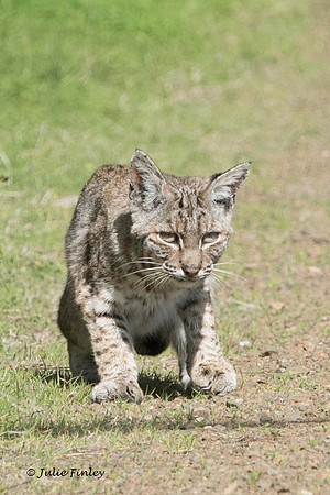 Bobcat stalking prey at Fort Cronkite.