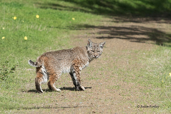 Bobcat at Fort Cronkite in Golden Gate National Recreation Area